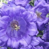 Zvončić i tanjirić: uzgoj iz sjemena